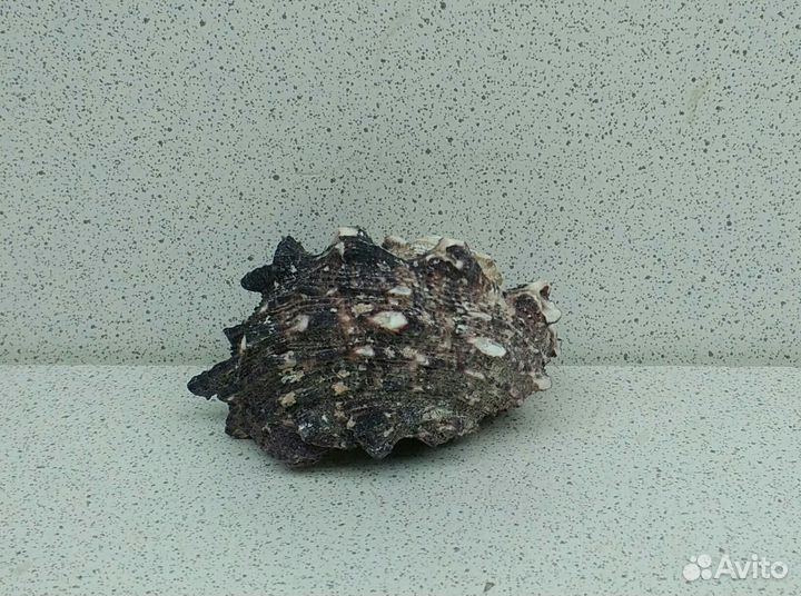Ангария 5,4 морская ракушка раковина