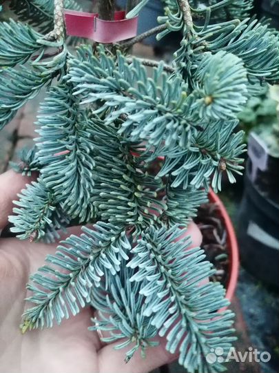 Пихта благородная Глаука