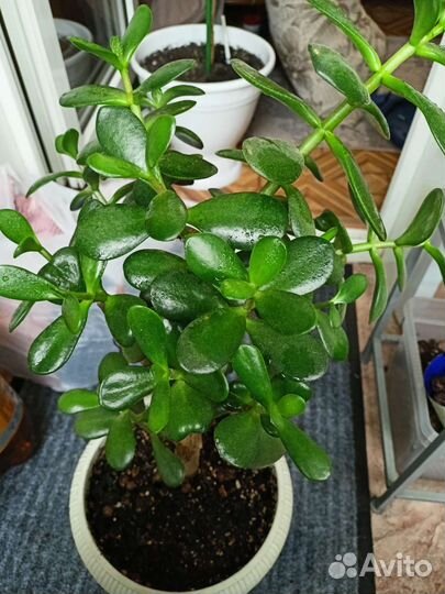 Денежное (толстянка), хлорофитум