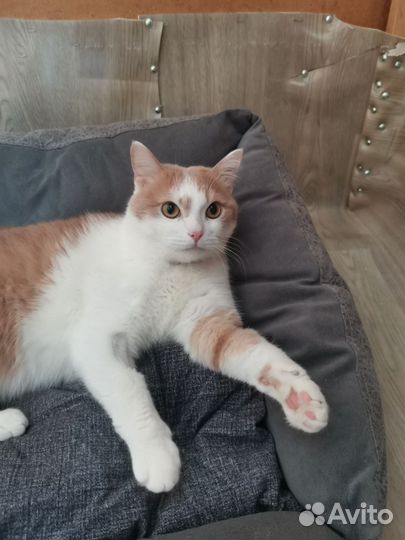 Котик Персик