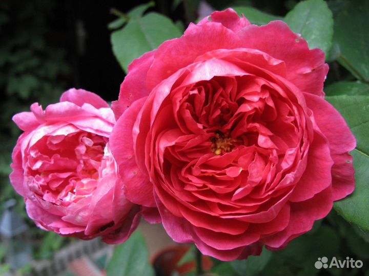 Саженцы Розы корнесобственные до 25см зкс доставка