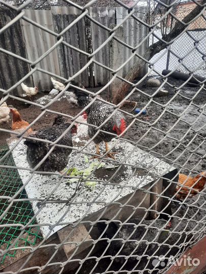 Молодые петухи