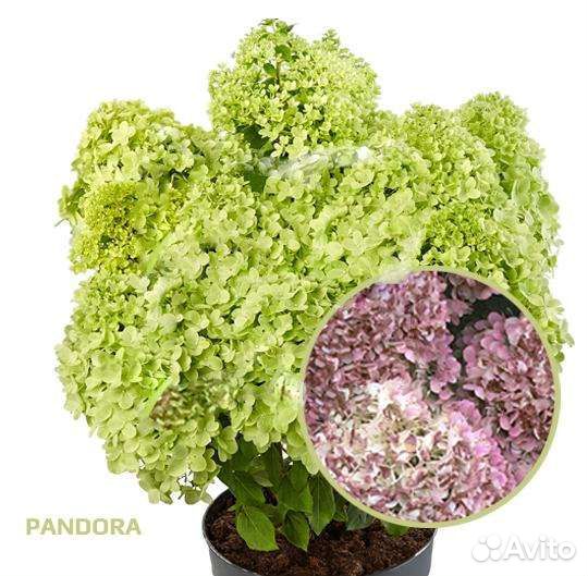 Гортензия метельчатая