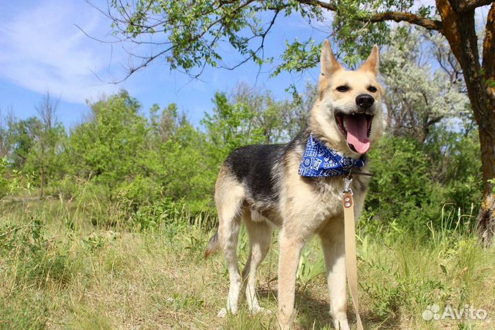 Собака Байкал