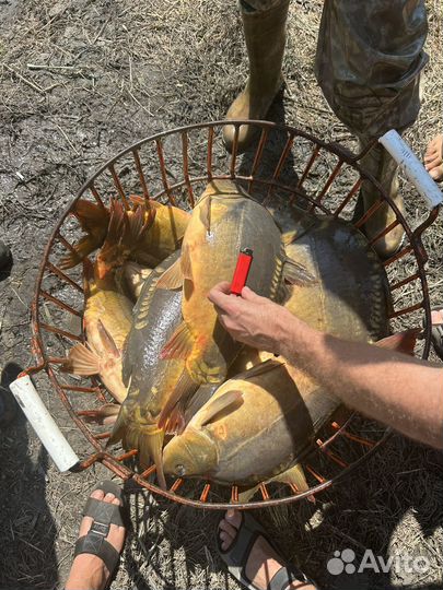 Карп, сазан