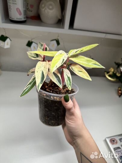 Строманта мультиколор