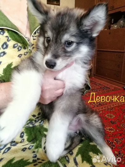 Щенки сибирской хаски