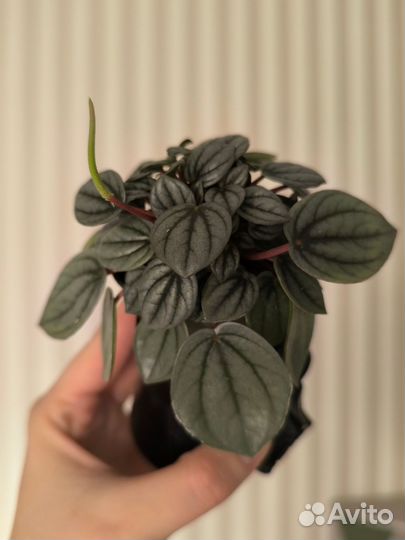 Пеперомия Наполи найт