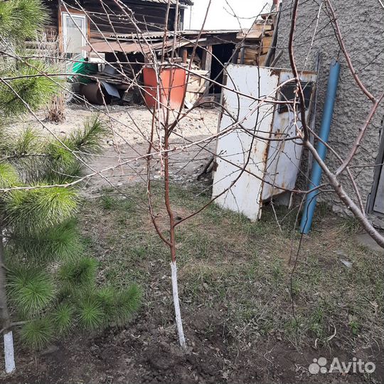 Вишня на ножке