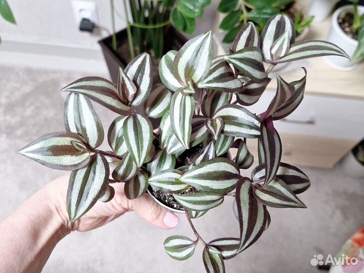 Традесканция зебрина