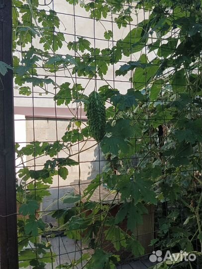 Семена момордики