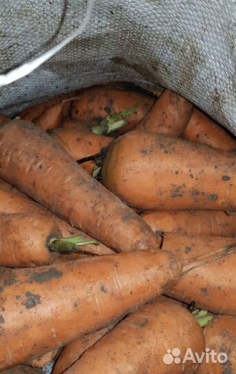 Морковь Крупная