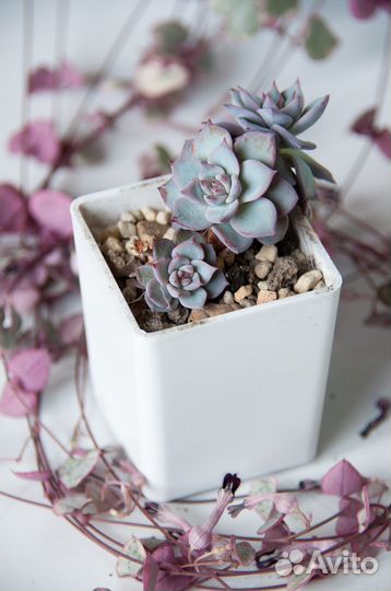 Суккуленты-2 эхеверии, граптоверии