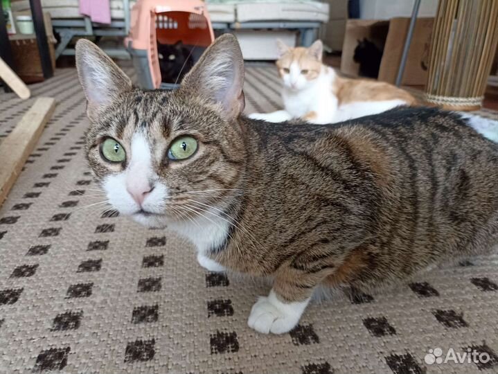 Кошка Маруся