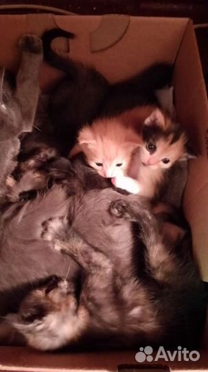 Милые котята