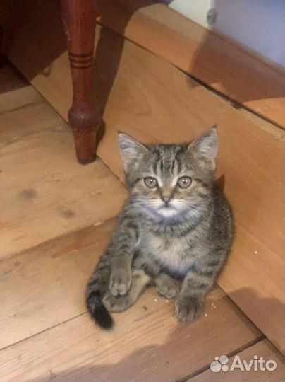 Котёнок мальчик