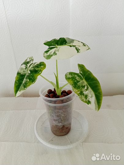 Алоказия