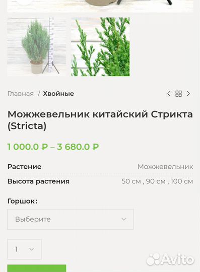 Можжевельник китайский Стрикта