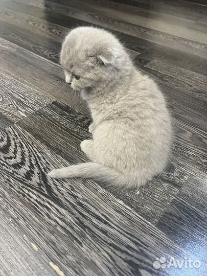 Продаем котят