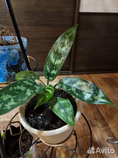 Герань фикус пеларгония