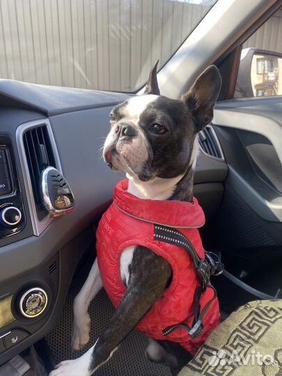 Бостон терьер. Кобель для вязки