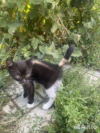 Котята в добрые руки 2 месяца