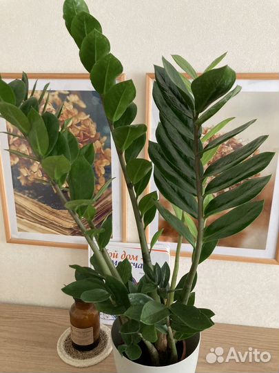 Замиокулькас/ денежное дерево