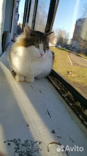 Кот в добрые руки
