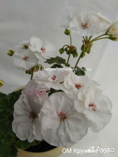 Пеларгонии сортовые коллекционные сорта