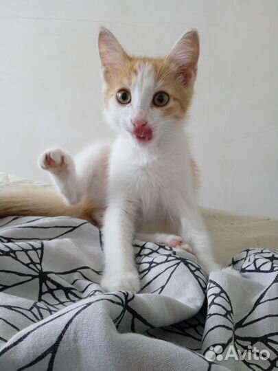 Отдам в добрые руки мальчик котенок