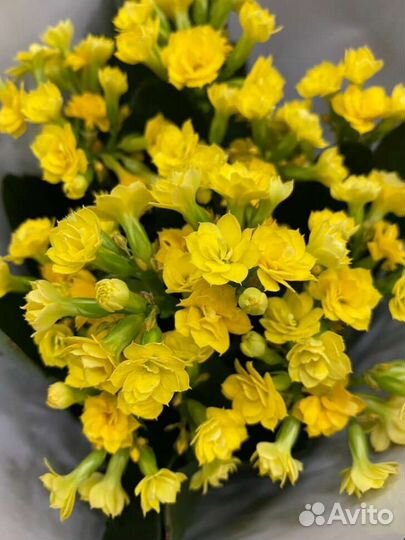 Каланхоэ жёлтое комнатное растение