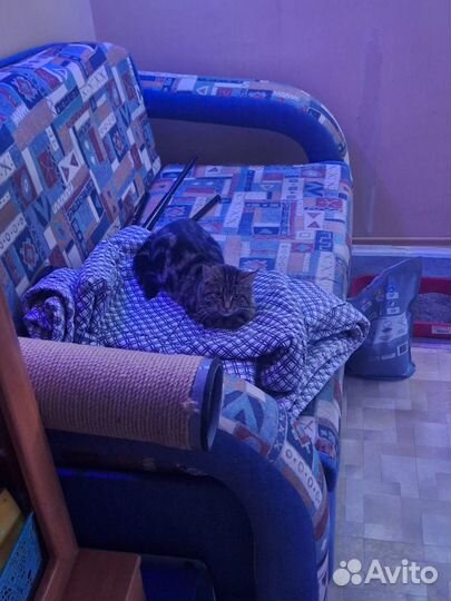 Кошка в добрые руки