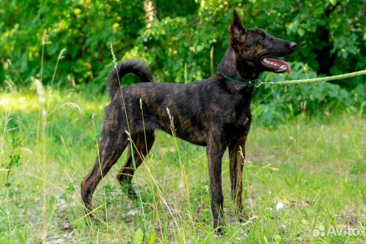 Щенки метисы в надежные руки