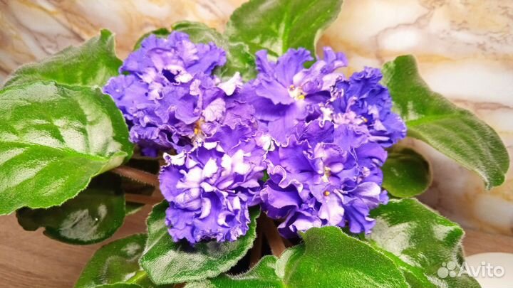 Комнатные цветы фиалки