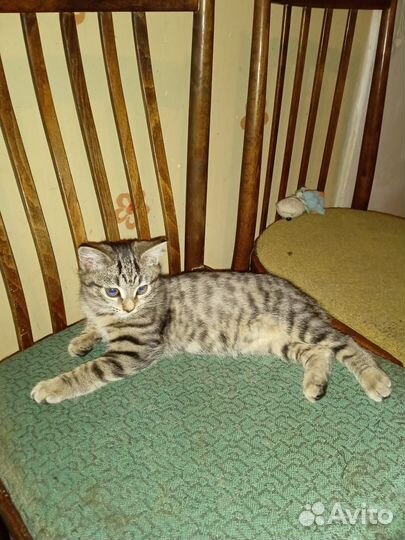 Умные котята