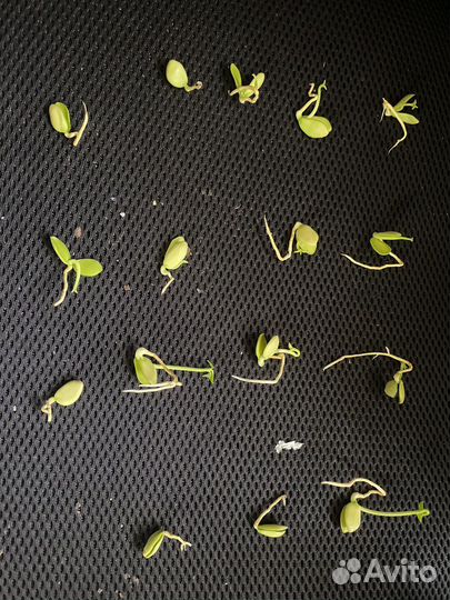 Семена помело