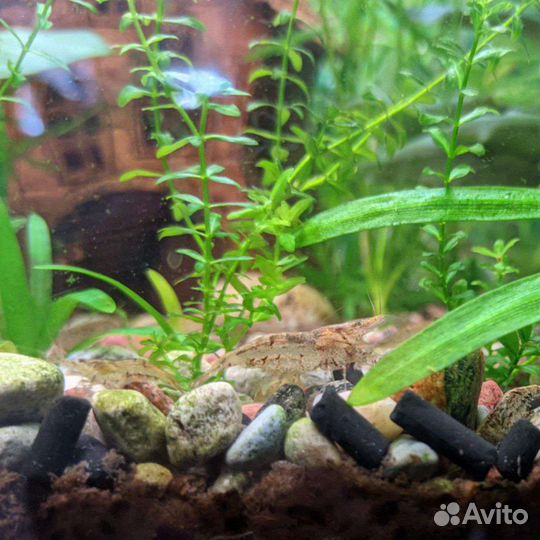 Аквариумные креветки