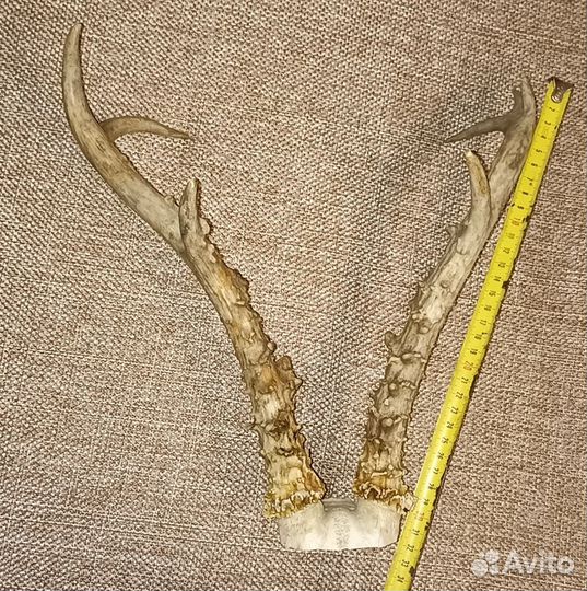 Рога косули