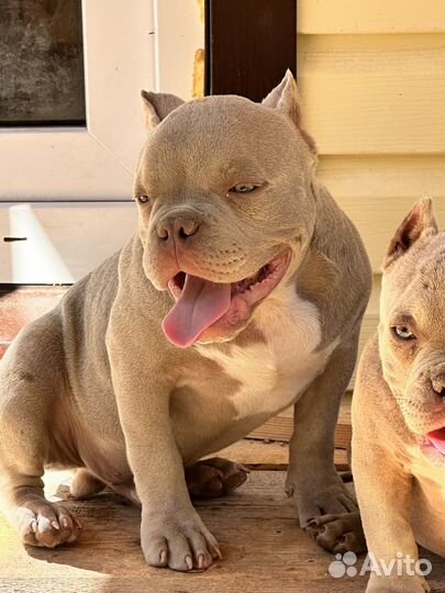 Американский булли