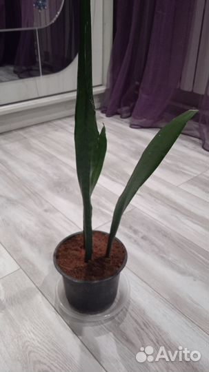 Сансевиерия
