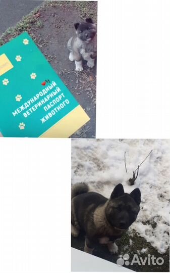 Американская акита вязка