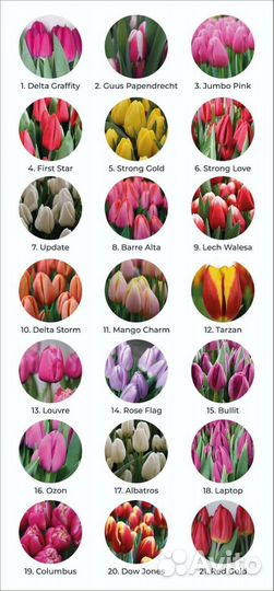 Элитные тюльпаны на 8 марта, оптом