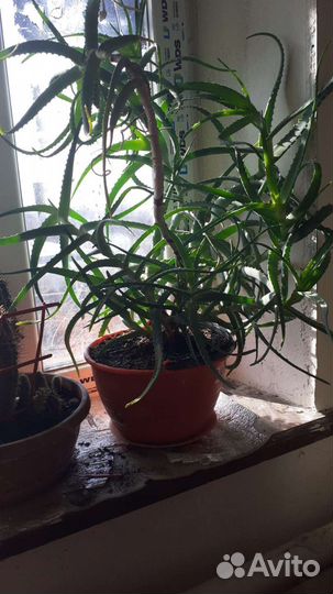 Комнатные цветы