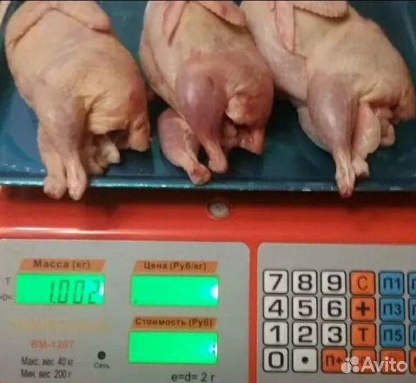 Перепела тушки