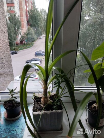 Индийский лук