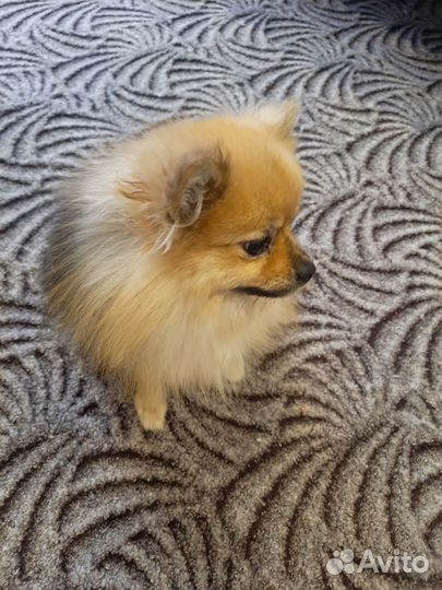 Померанский шпиц девочка