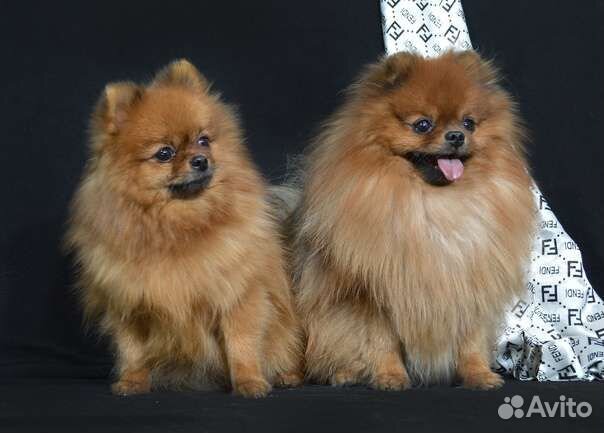 Померанский шпиц вязка кобель