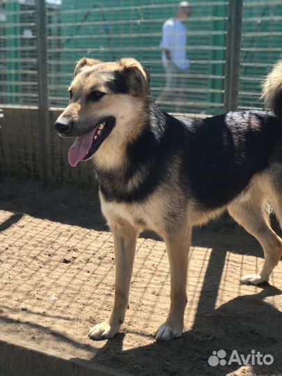 Собака в добрые руки