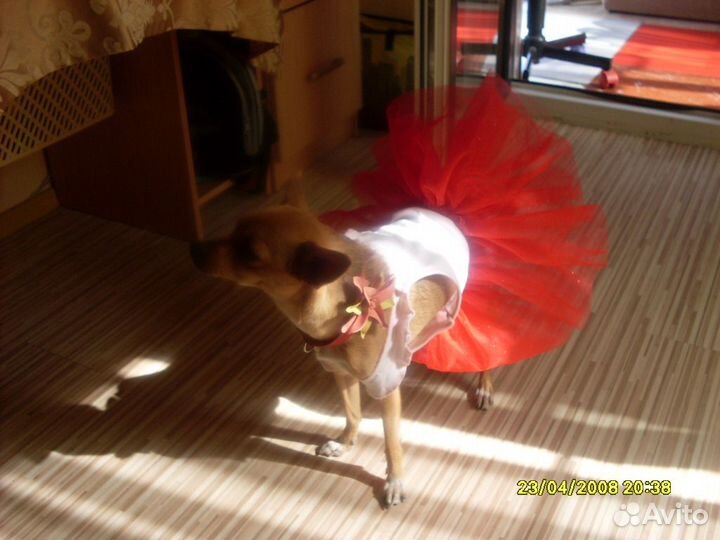 Тёплый наряд для собачки