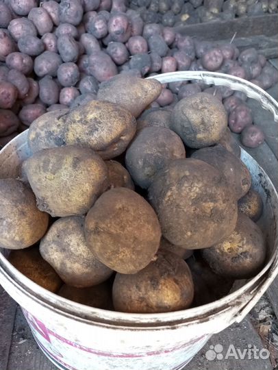 Картошка продажа